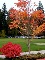 20071020_FallColors2