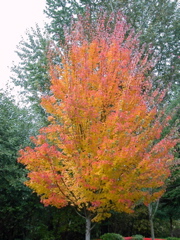 20071020_FallColors3