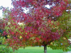 20071020_FallColors4