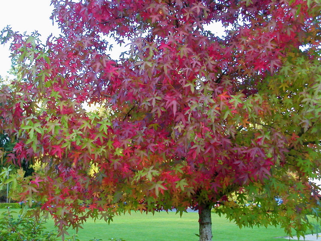 20071020_FallColors4