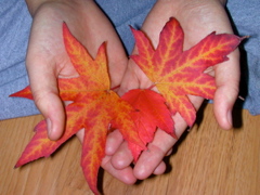 20071020_FallColors5