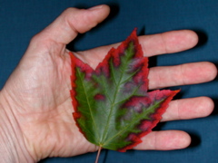 20071020_FallColors6