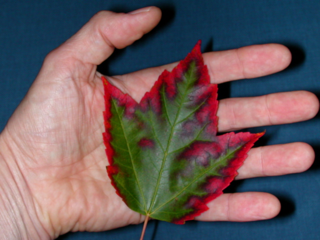 20071020_FallColors6