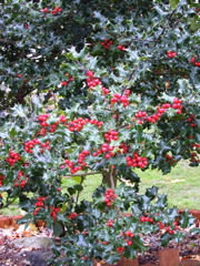 20071020_FallColors7