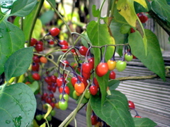 20071020_FallColors8