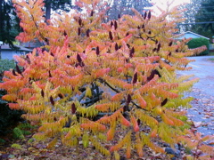 20071020_FallColors9