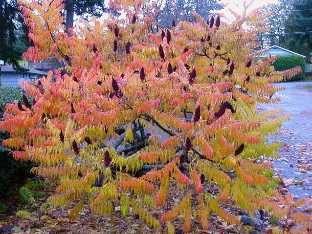 20071020_FallColors9