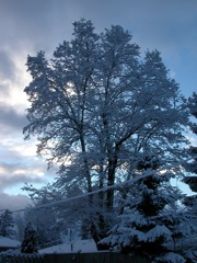 20080128_snowstorm1