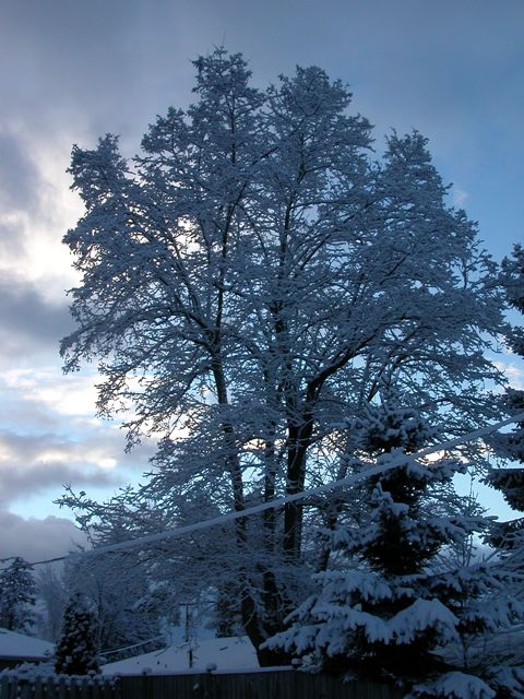 20080128_snowstorm1