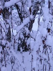 20080128_snowstorm3