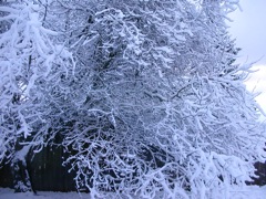 20080128_snowstorm4