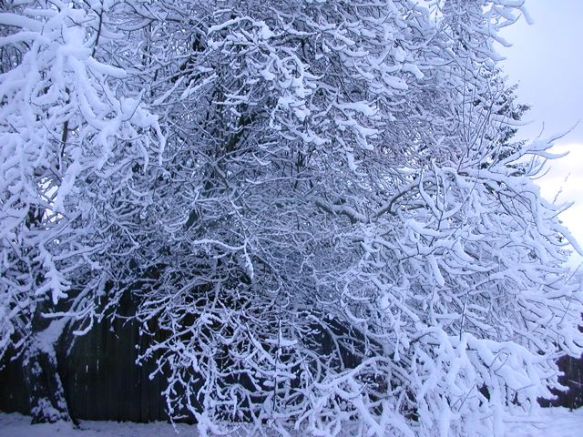 20080128_snowstorm4