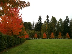 20091122_fall_colors0