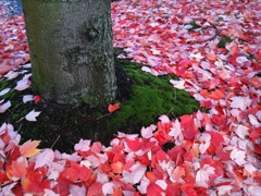 20091122_fall_colors6