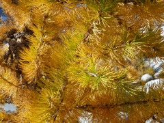 2010_enchantments28