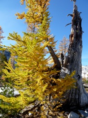 2010_enchantments33