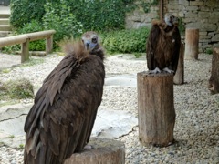 2011_germany96