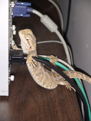 bearded dragon
